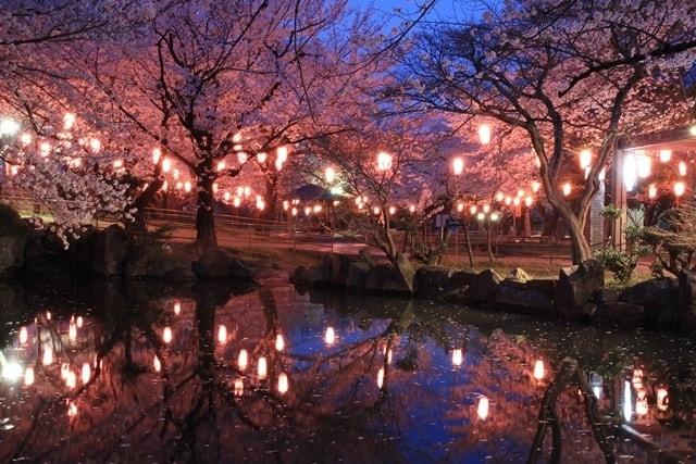 大山千本桜ライトアップ