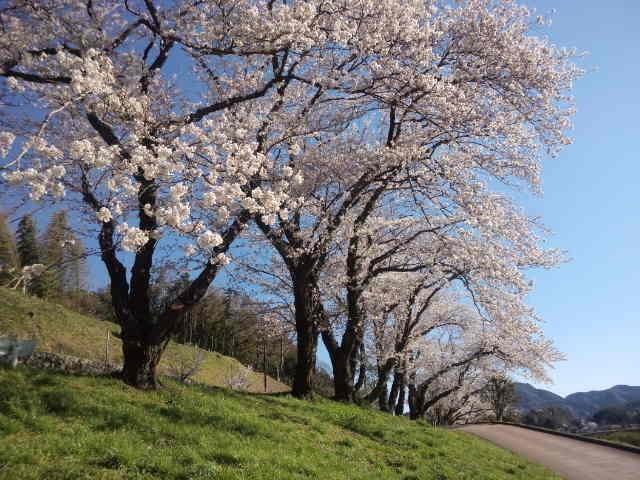 【桜・見ごろ】狩野川さくら公園