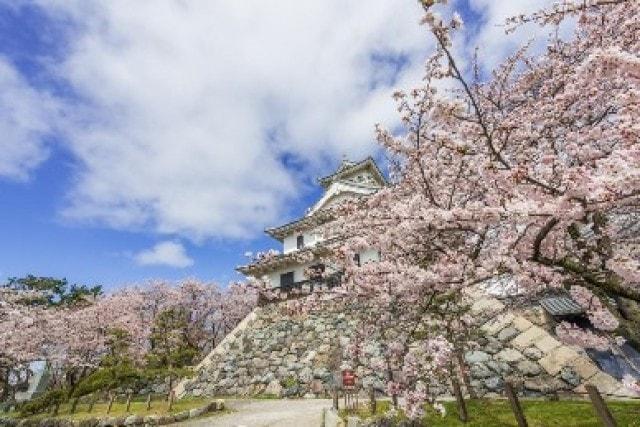 【桜・見ごろ】豊公園