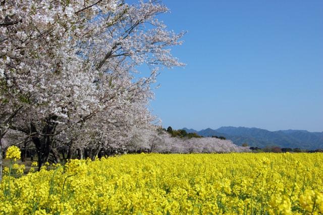 【桜・見ごろ】西都原古墳群