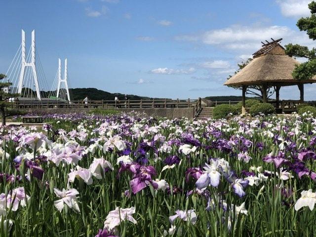 【花・見ごろ】ときわ公園のショウブ