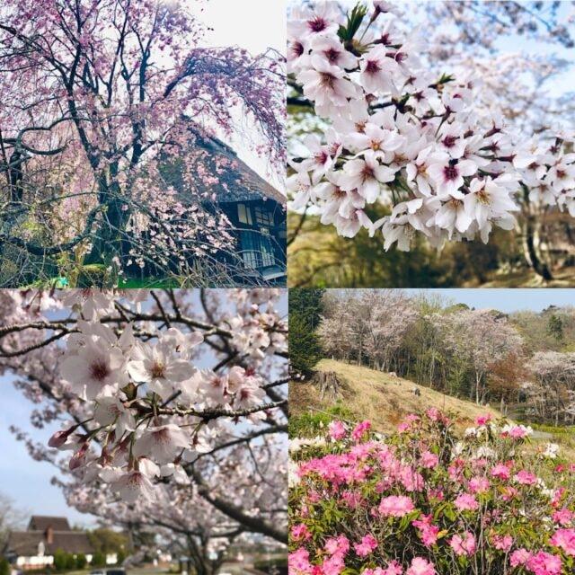 【桜・見ごろ】修善寺虹の郷