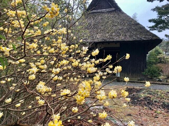 【花・見ごろ】修善寺虹の郷　ミツマタ