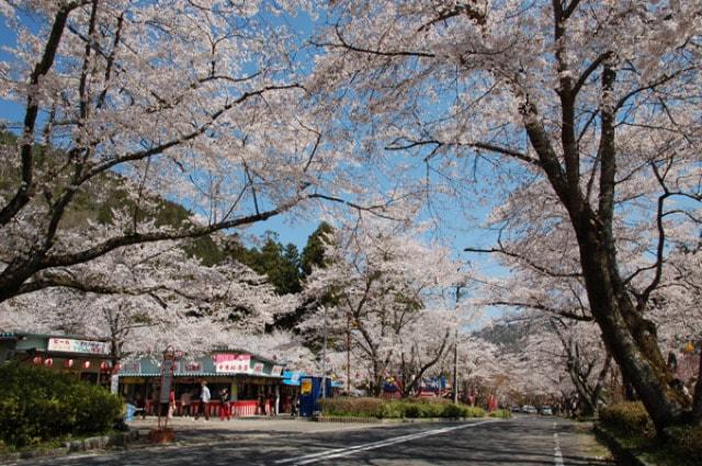 【桜・見ごろ】寺尾ケ原千本桜公園