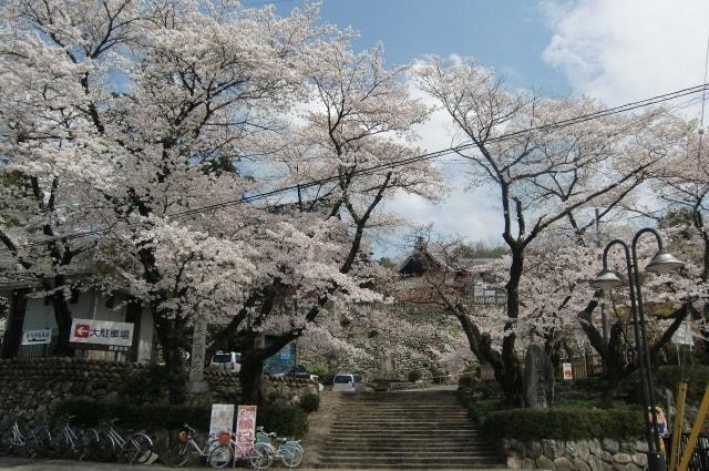 【桜・見ごろ】関善光寺