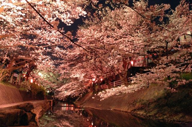 【桜・見ごろ】吉田川