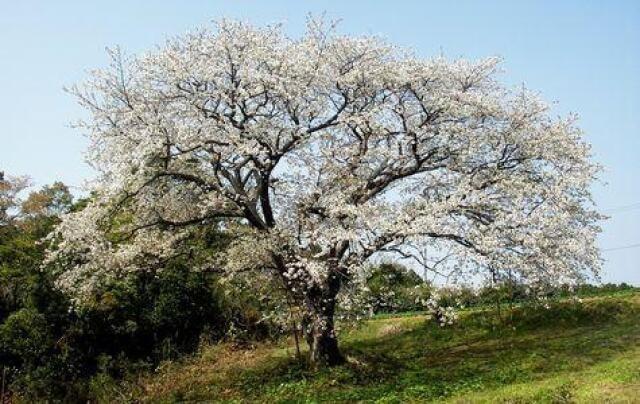 【桜・見ごろ】慈眼桜