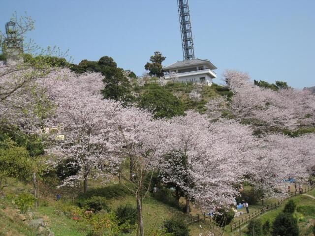 【桜・見ごろ】中尾城公園
