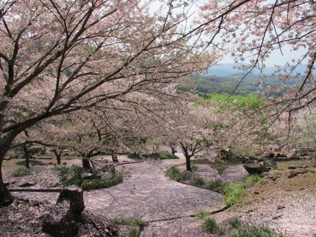 【桜・見ごろ】四本堂公園