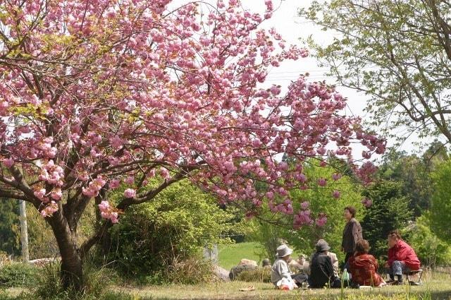 【桜・見ごろ】ありえ俵石自然運動公園