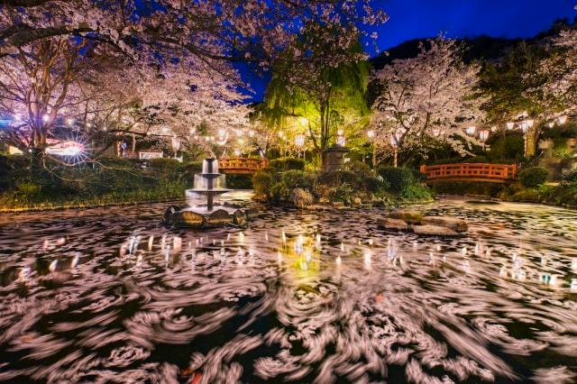 【桜・見ごろ】打吹公園