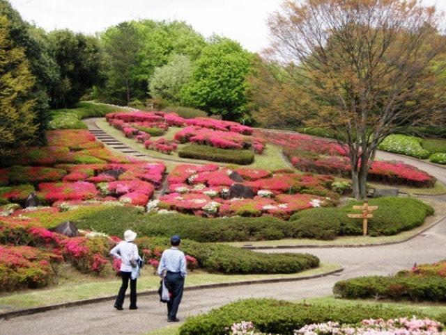 【花・見ごろ】錦織公園　つつじの丘