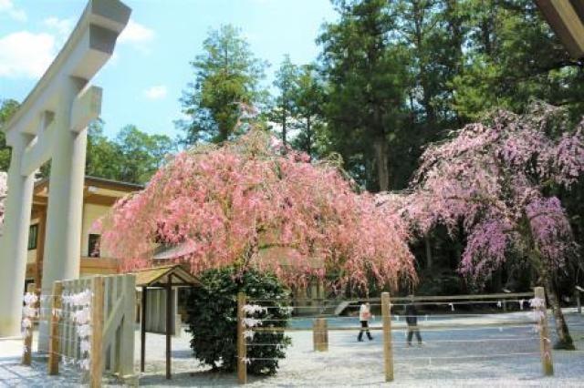 小國神社　さくらまつり
