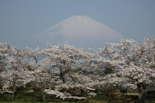 第21回 御殿場桜まつり