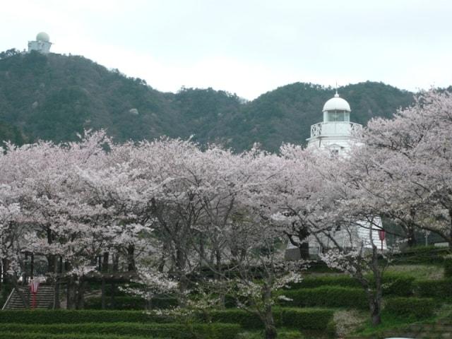 境台場公園桜まつり