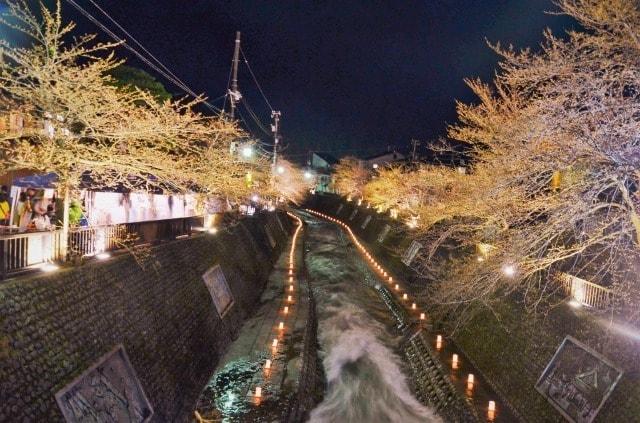 夜桜夜市