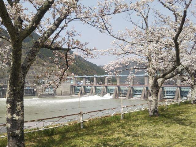 【桜・見ごろ】船明ダム運動公園