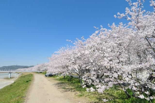 【桜・見ごろ】都田川桜堤