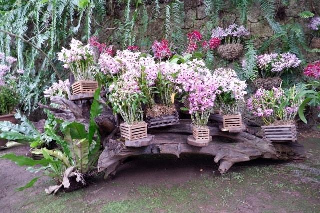ビオスの丘うりずんの花祭り