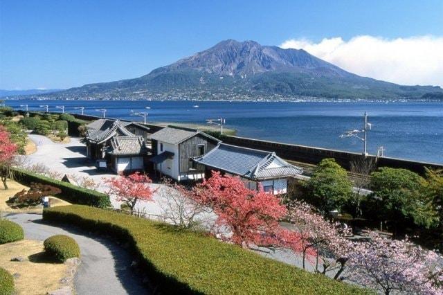 【桜・見ごろ】仙巌園