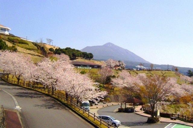 【桜・見ごろ】霧島神話の里公園