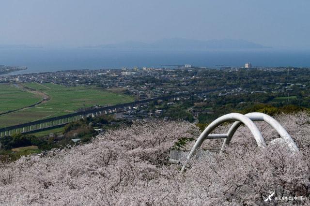 【桜・見ごろ】東光山公園