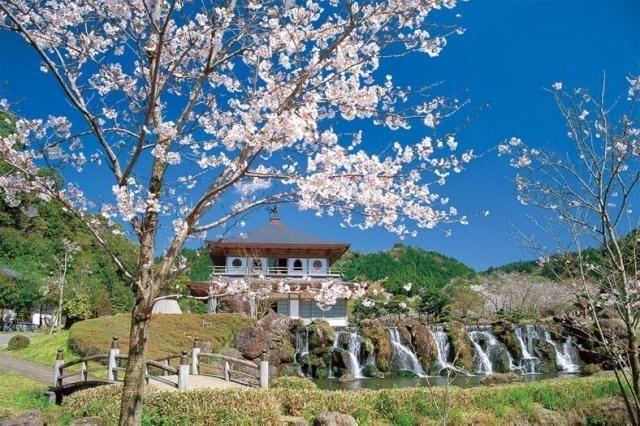【桜・見ごろ】清水岩屋公園・キャンプ場