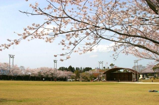 【桜・見ごろ】溝辺上床公園