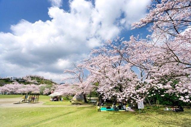 【桜・見ごろ】丸岡公園