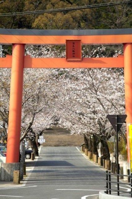 【桜・見ごろ】蒲生八幡神社