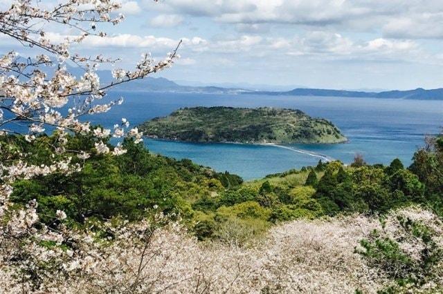 【桜・見ごろ】魚見岳