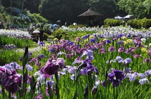 【花・見ごろ】岐阜県百年公園の菖蒲