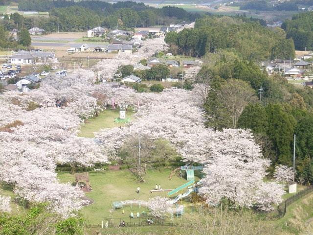 第73回都城もちお桜まつり