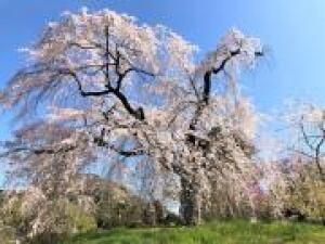 【桜・見ごろ】浄専寺のしだれ桜