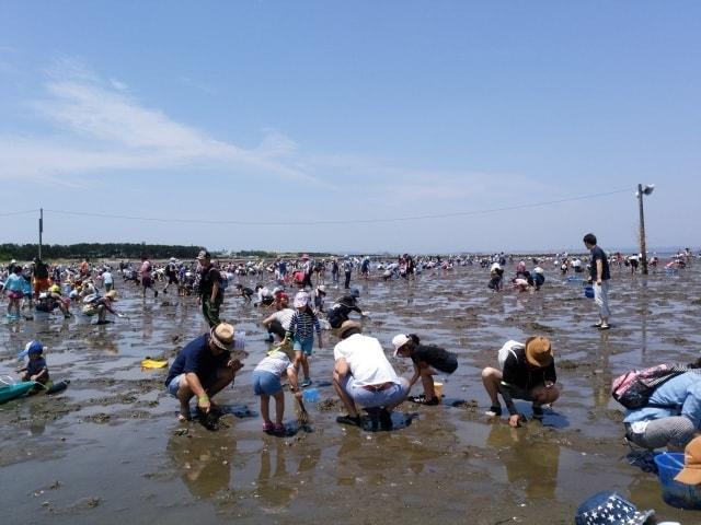 富津海岸潮干狩り場オープン