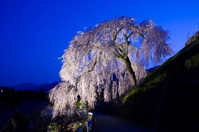 【桜・見ごろ】岩太郎のしだれ桜