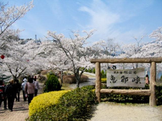 【桜・見ごろ】恵那峡