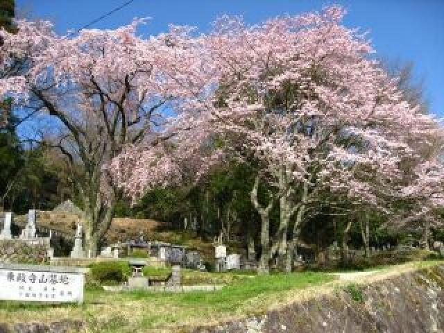 【桜・見ごろ】乗政寺山　大名桜