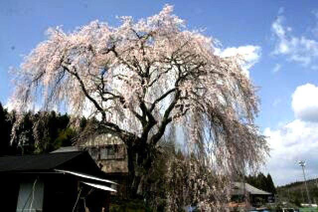 【桜・見ごろ】釜屋の枝垂れ桜