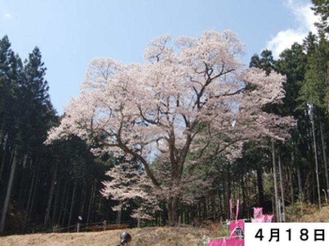 【桜・見ごろ】嶽見桜