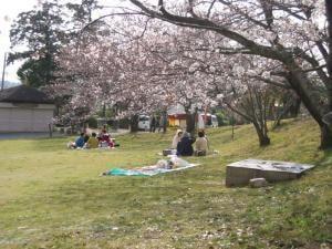 【桜・見ごろ】宮地嶽神社