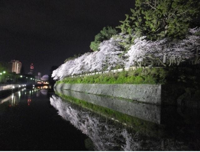 【桜・見ごろ】駿府城公園