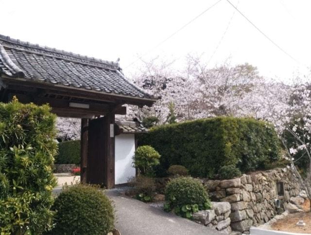 【桜・見ごろ】本興寺