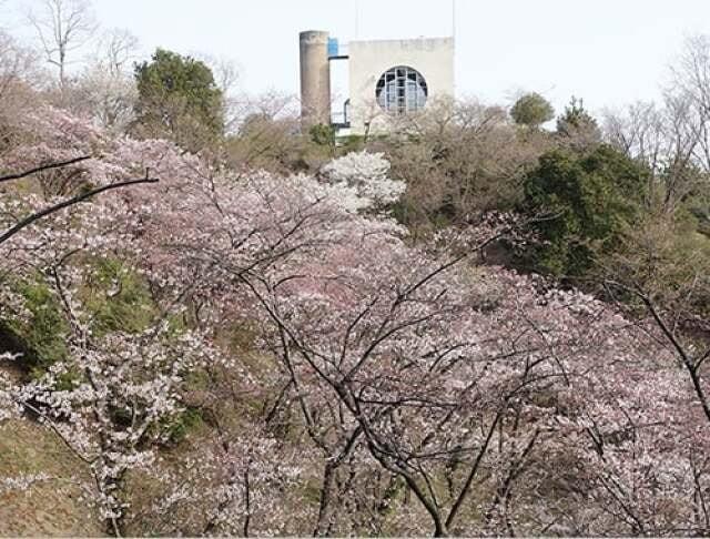 【桜・見ごろ】油山市民の森