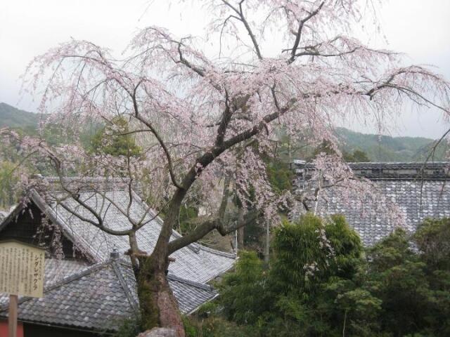 【桜・見ごろ】慶寿寺