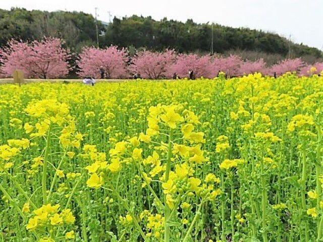 東大山河津桜まつり2023