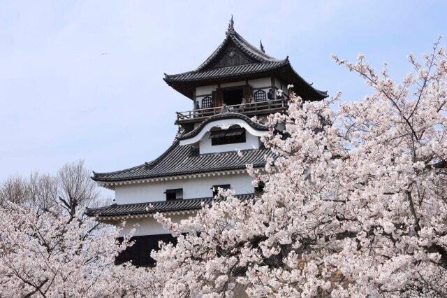 【桜・見ごろ】国宝犬山城