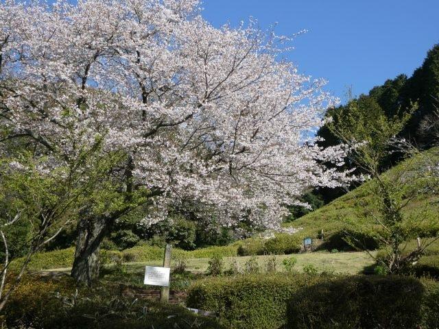 【桜・見ごろ】熱海市姫の沢公園