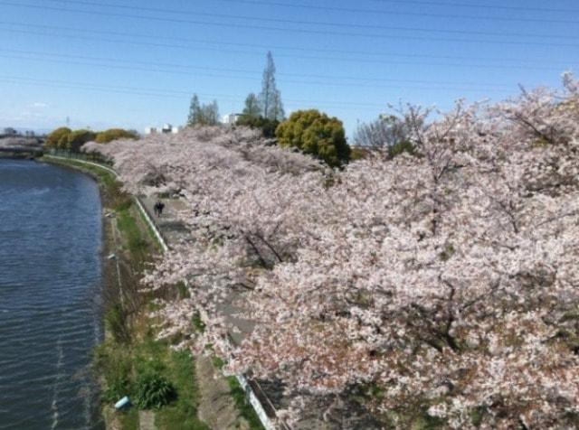 荒子川公園 さくらまつり