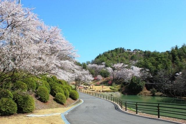 【桜・見ごろ】山楠公園